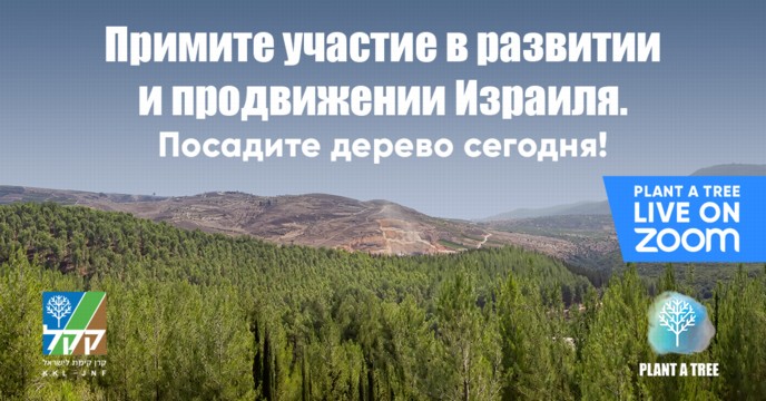 Сейчас! Сегодня! Уникальная возможность посадить дерево в одном из лесов в Израиле 